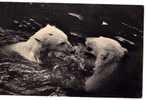 OURS BLANCS S EBATTANT DANS L EAU  1936         ZOO BOIS DE VINCENNES PARIS - Beren