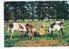 VACHES  -  VEAUX   -  Abreuvage En Normandie  - N° SP 1   . - Haute-Normandie