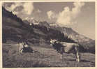 Braunwald : Der Schöne Ferienwort - Des Vaches - Cp.10 X 15 Cms. Oblitérée Le 12.VIII.1944 - Braunwald