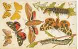 PAPILLONS  EXEPTIONNELLE CARTE A DECOUPER TUCK´S POST CARD N° 3390   N°A 542 - Mariposas