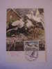 CARTE LA NATURE ET LE TIMBRE - Cigognes - Cachet Désertines (03) - Storks & Long-legged Wading Birds