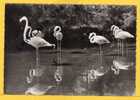 - 145 -LES-SAINTES-MARIES-DE-LA -MER -  Camargue -  Les Flamants Roses, Non écrite, Très Bon état. - Saintes Maries De La Mer