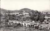 Forcalquier  - Le Boulevard Latourette Et La Cathèdrale : Achat Immédiat - Forcalquier