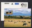 Fauna - Vacas - Australia - Tarjeta Entero Postal - POSTAL STATIONERY - Postal Stationery