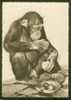 Carte Postale Moderne Chimpanzé De Guinée Cp 422 - Monos