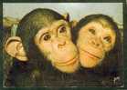 Carte Postale Moderne Singe Et Singeries Cp N°1 Chimpanzé ? - Monos