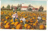 US-203  CALIFORNIA Harvesting : A Pumpkin Field On A Western Farm - Landwirtschaftl. Anbau