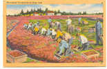 US-222  : Cape God : Harvesting Cranberries - Cultivation
