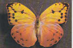 Papillon Phoebis Avellaneda (femelle) - Butterflies