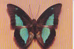 Papillon Preprona Laertes Penelope  (male) - Schmetterlinge