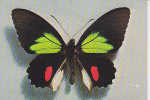 Papillon Papiolo Childrenae (male) - Mariposas