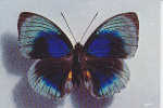 Papillon Agrias Beata (male) - Butterflies