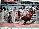 TORO TOROS  TREXAS RODEO COW BOY VB1992 CD6339 - Stiere