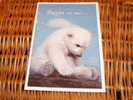 Bär Postkarte Postcard - Bears