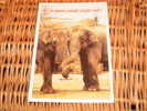 Elefant Postkarte Postcard - Elephants