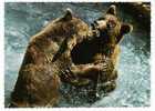 OURS BRUN  - BROWN BEAR  -  BÄR - BRAUNBÄR - WILDPARK CUMBERLAND - Bears
