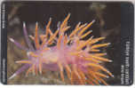 Turkey, TR-C-043, Underwater Creatures 2004-2005, Deniz Tavsani / Sea-slug, 2 Scans. - Turkey