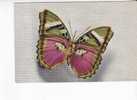 CETHOSIA  -  Tonkin  - N° 2 - Mariposas