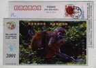 Squirrel Monkey,China 2001 Fujian Telecom Advertising Pre-stamped Card,character Printing Error - Apen