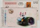 Spring Emissary Hummingbird,Bird Feeding,China 2000 New Millennium Advertising Pre-stamped Card - Hummingbirds