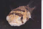 Diodon Holacanthus - Fische Und Schaltiere
