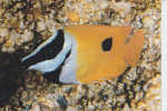 Lo-vulpinus (poisson Tete De Renard) - Poissons Et Crustacés