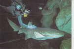 Requin Nourrice Avec Plongeur - Fische Und Schaltiere