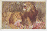 Lion - Leeuwen