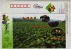 Tobacco Field,Fruit Planting,China 2006 Shicheng Country Tobacco Industry Advertising Postal Stationery Card - Tabac