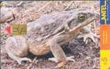 # URUGUAY Tc102a Sapo Grande  02.00 -animal,frog,grenouille- Tres Bon Etat - Uruguay