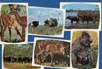 Cpm Animaux( Multivues) Singe, Buffles, Autruches,hippopotames,biches En Afrique 1972 - Nijlpaarden