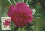 CPJ Chine 1997 Fleurs Roses De Chine - Rozen