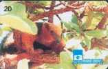 # BRASIL 9904A8 Tamandua - Mirim Ou Melete -animal- 20  04.99 Tres Bon Etat - Brasilien