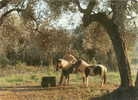 Bandol, Jardin Exotique Et Zoo Poney Schetland, Ed Aris - Bandol