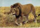 CPM De Un Lion D Afrique - Leones