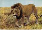 CPM De Un Lion D Afrique - Lions