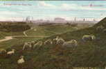 Edinburgh From KING's PARK - SHEEP In Foreground "Denizens Of The City"  -  Edinburgh - Scotland - Midlothian/ Edinburgh