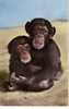 ANIMAUX  Faune Africaine Maman Et Bébé Singe - Apen