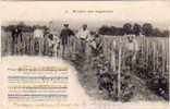 Alcool -misere Des Vignerons - Scene Vinicole Et Partition Musique (6137 ) - Cultivation