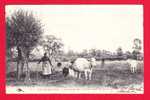 F-Bourgogne-02P19 En Nivernais, La Traite Des Vaches Dans La Prairie, Animation, Cpa Précurseur - Bourgogne