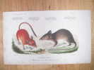 GRAVURE Couleur Ancienne Sur Planche De 1860 - SOURIS - HESPEROMYS MEXICANUS SUMICHRASTI - MOUSE MICE 1860 PRINT - Collections