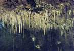 ST ANTONIN NOBLE VAL (grottes De BOSC) - Saint Antonin Noble Val