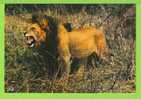 LION - PHOTO HOA-QUI - N° 4871 - Lions