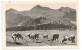 Bellevaux (74) : Vaches Au Pâturage Avec Berger à Hirmente En 1949 (animée). - Bellevaux