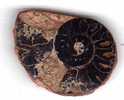 Ammonite 28 Mm Diametro - Fossiles