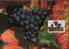 CPJ Liechtenstein 1994  Boissons Vin Vigne Automne Grappe Mure Raisin Noir - Autres & Non Classés