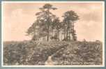 CPA Ashdown Forest, The Camel's Clump - Other & Unclassified