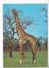 GIRAFE -  Afrique  - N°  1021 - Giraffen