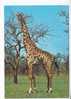 GIRAFE -  Afrique  - N°  1021 - Giraffes