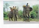 ELEPHANTS  Walking Slowly On The Road, Northern   THAILAND  - N°  921 - Elefanten